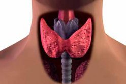 ARTICLE: WHAT ARE THE MOST COMMON THYROID DISORDERS?